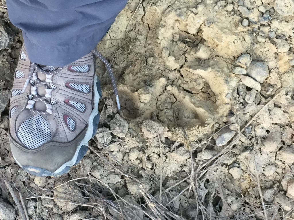 Shoe in action on Satpura on walking safari