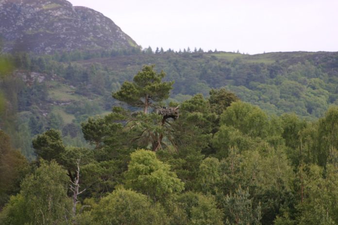 Perthshire - trees and hills
