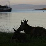 Deer at Lochranza and MV Glen Tarsan