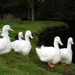 Lazy Duck