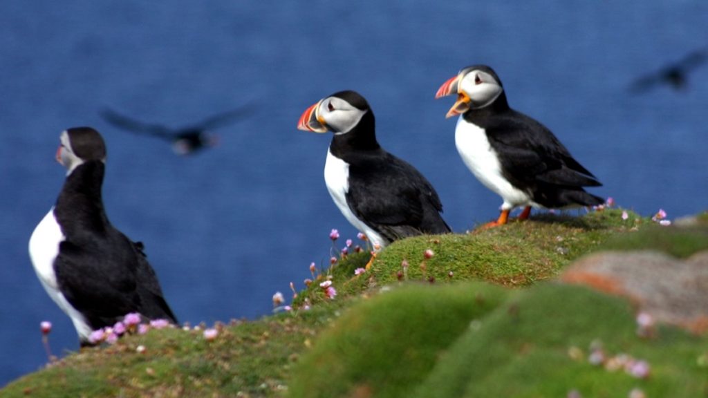 Puffins on Fair Isle. Scotland