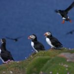 Puffins on Fair Isle