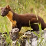 Pine Marten