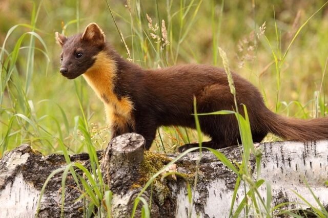 Pine Marten